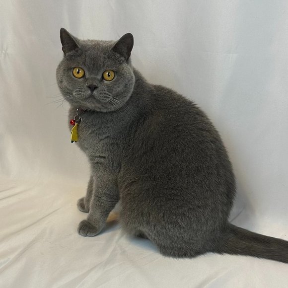 Meet your Posher, LeAnn - Picture 2 of 2